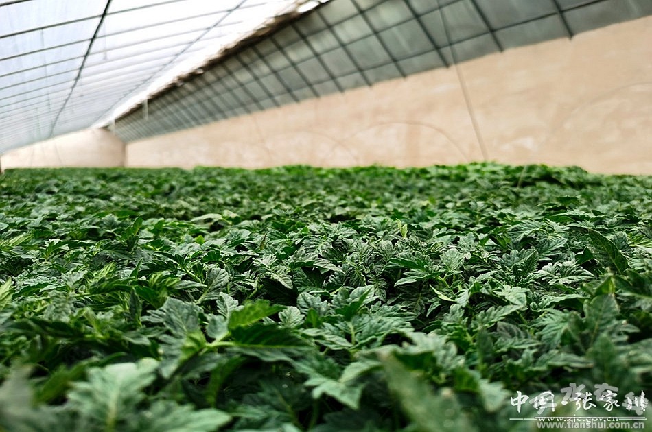 三农记者走进农村看春耕,蔬菜种植带动农民致富