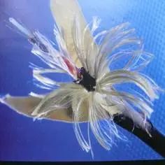 中海油到底有没有技术,中石化中海油的特点