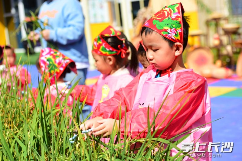 长沙县新增公办幼儿园,长沙新增优质学位