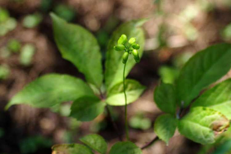 吉林有三宝,人参鹿茸乌拉草!来花博会坐“小火车”欣赏吉林自然风光|花博探馆①
