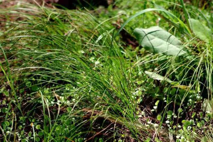 吉林有三宝,人参鹿茸乌拉草!来花博会坐“小火车”欣赏吉林自然风光|花博探馆①