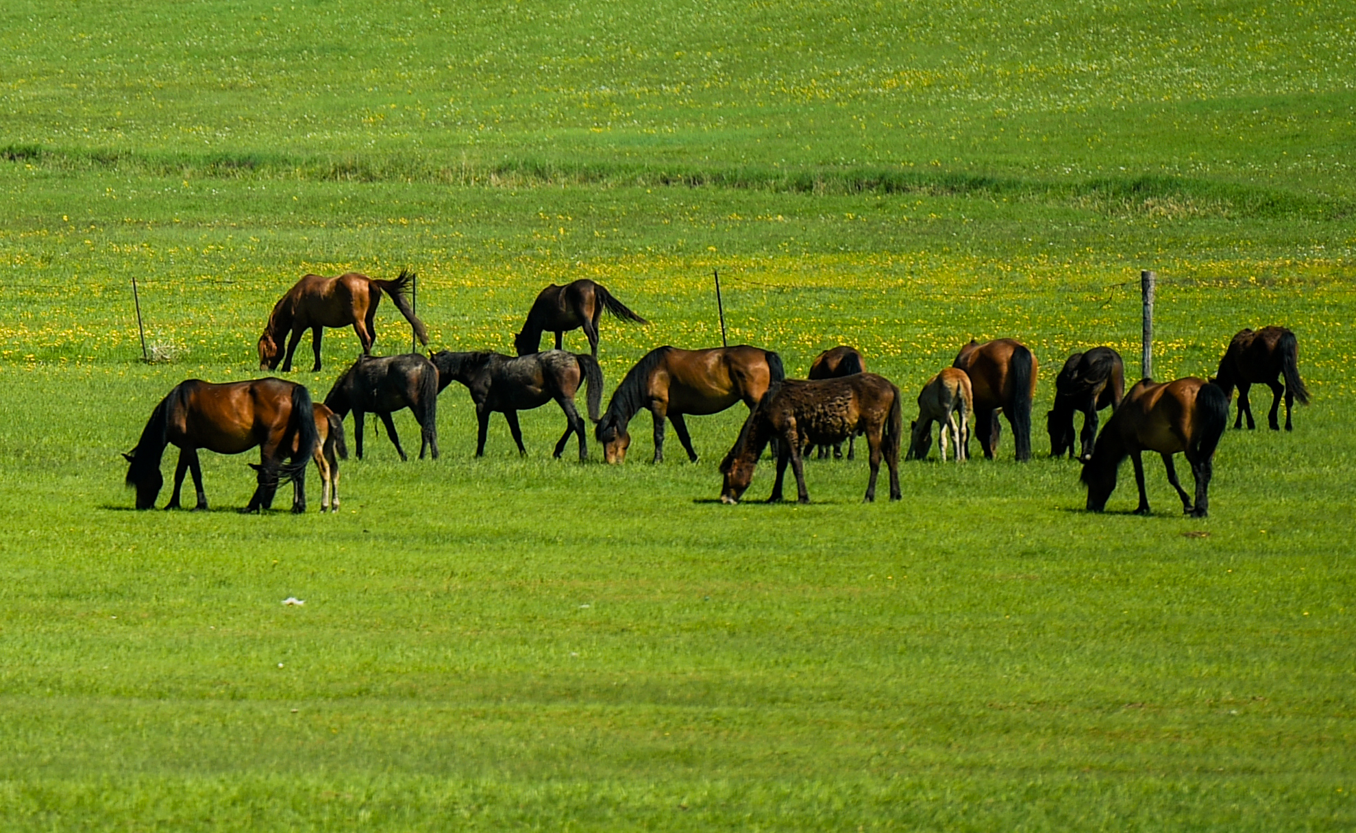 呼伦贝尔大草原服装视频,草原呼伦贝尔穿搭