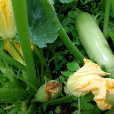 私房菜尖椒炒西葫芦的做法,素炒西葫芦鸡蛋的家常做法