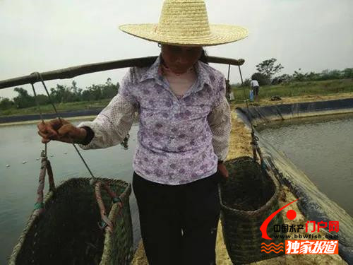 虾价行情几月份较好,虾价行情2月