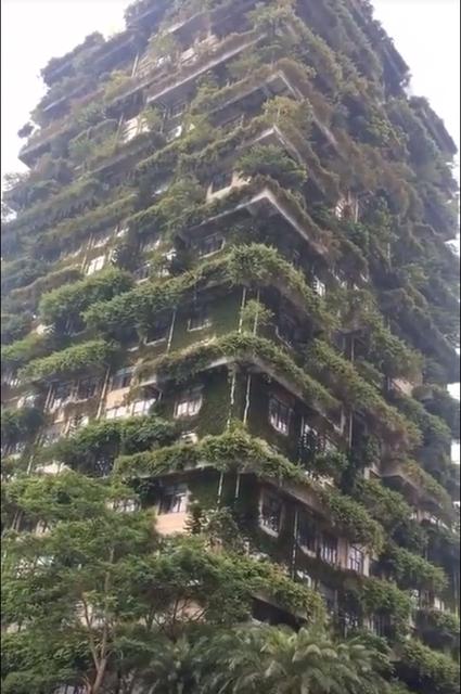 长满绿植的楼房,爬满绿植的建筑