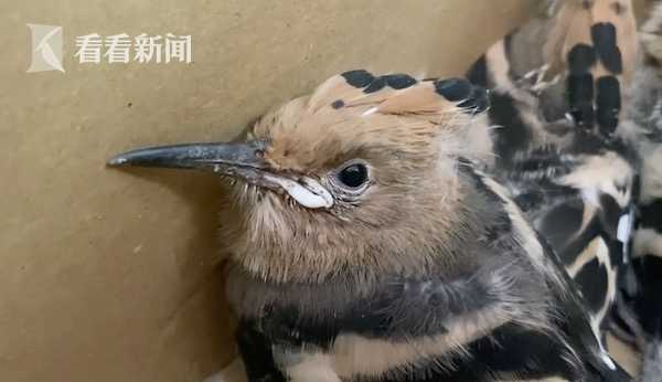 卫生间开门吊顶响声,卫生间吊顶有异响吓坏房主