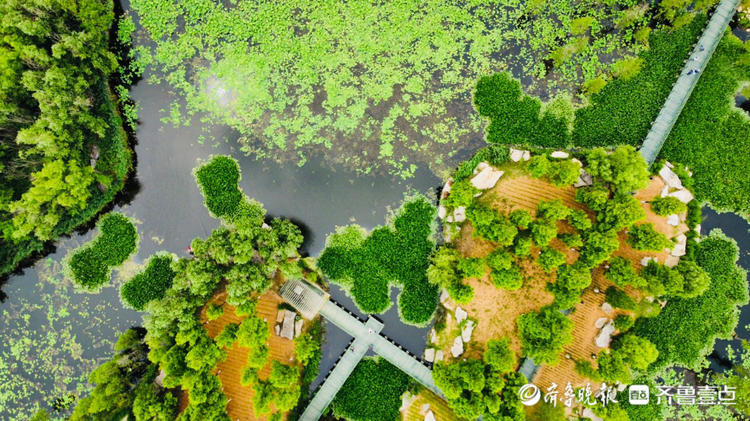 情报站｜烟台牟平荷叶田田满池塘，满眼皆是清凉绿
