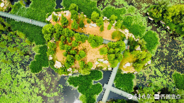 情报站｜烟台牟平荷叶田田满池塘，满眼皆是清凉绿