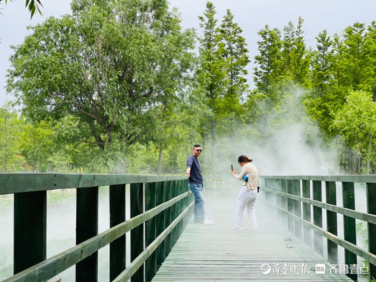 情报站｜烟台牟平荷叶田田满池塘，满眼皆是清凉绿