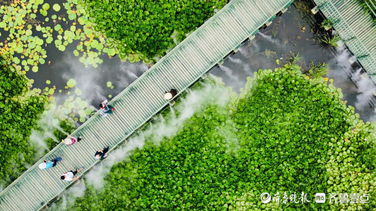 情报站｜烟台牟平荷叶田田满池塘，满眼皆是清凉绿