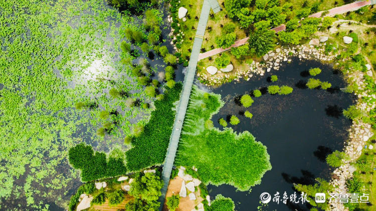 情报站｜烟台牟平荷叶田田满池塘，满眼皆是清凉绿