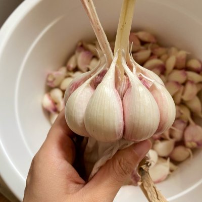 腌糖蒜只加糖和盐,腌糖蒜蒜不洗可以吗