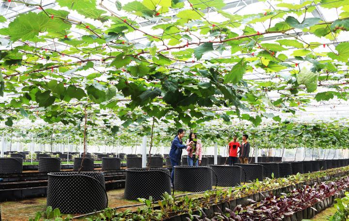 当村民小组长43年，周宝生干得怎么样？