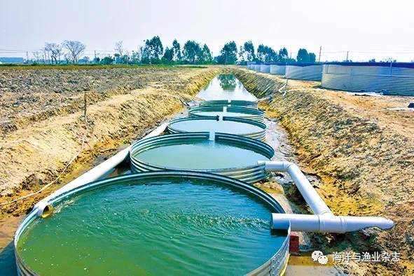 循环水养殖鱼池养什么鱼,循环水高密度养殖什么鱼好