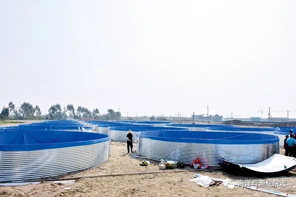 循环水养殖鱼池养什么鱼,循环水高密度养殖什么鱼好