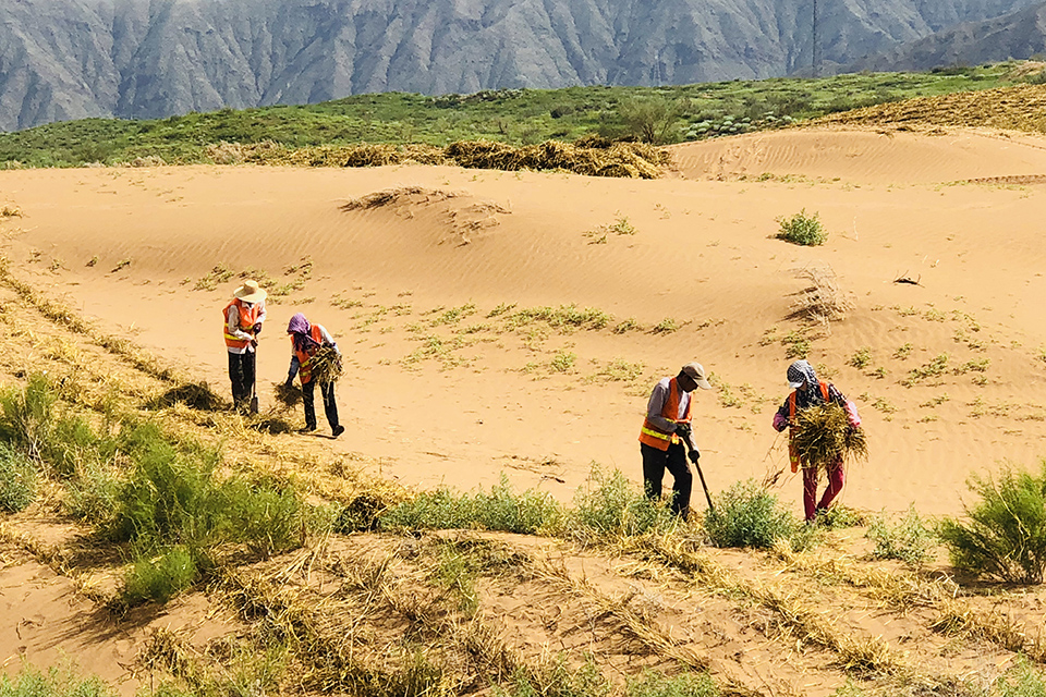 沙坡头沙漠区,沙坡头沙漠大不