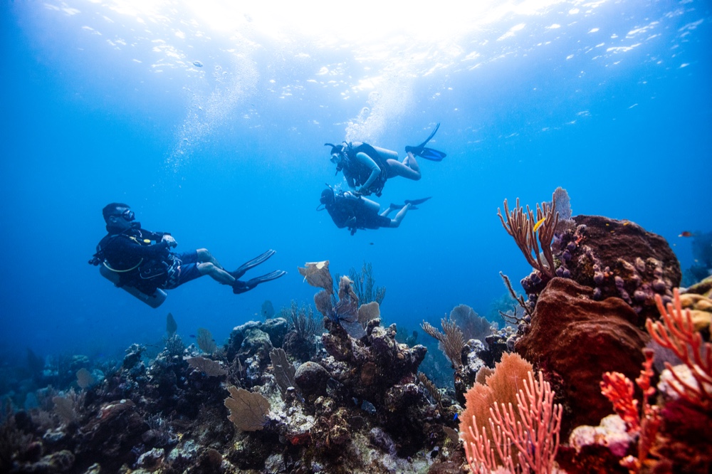 当出国潜水行不通,“蓝色*片鸦**”的国内生意怎么做