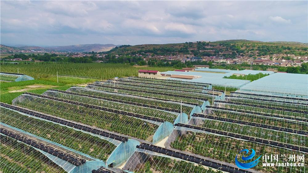 县世亮——马河村里的致富“领头雁”科学种植带领农民闯出一条致富路