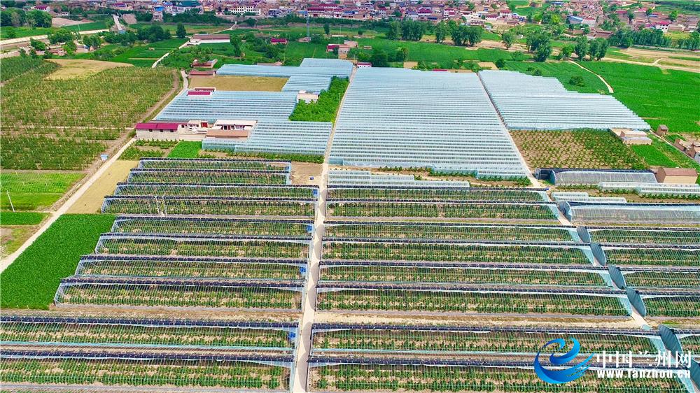 县世亮——马河村里的致富“领头雁”科学种植带领农民闯出一条致富路