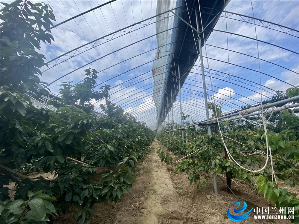 县世亮——马河村里的致富“领头雁”科学种植带领农民闯出一条致富路