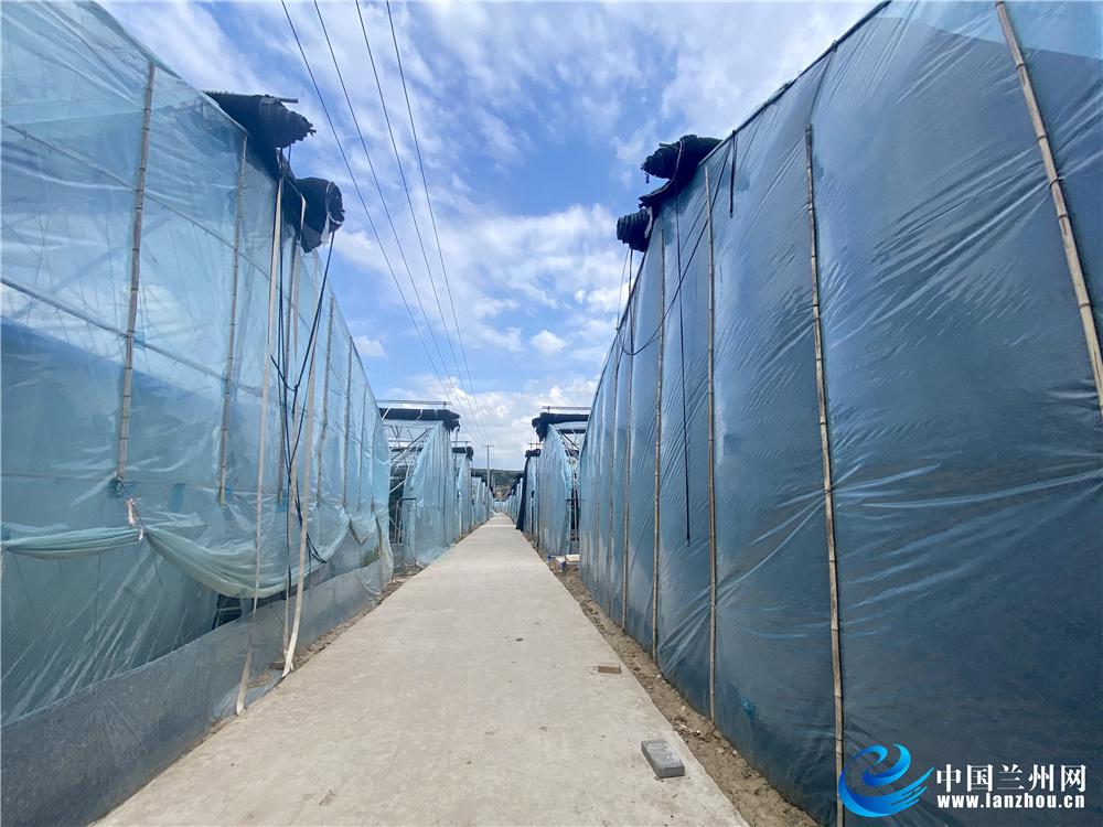 县世亮——马河村里的致富“领头雁”科学种植带领农民闯出一条致富路