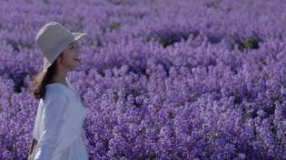 新疆伊犁霍城薰衣草基地攻略,伊犁霍城薰衣草国际文化旅游节