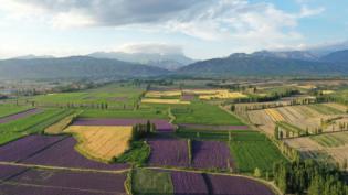 新疆伊犁霍城薰衣草基地攻略,伊犁霍城薰衣草国际文化旅游节