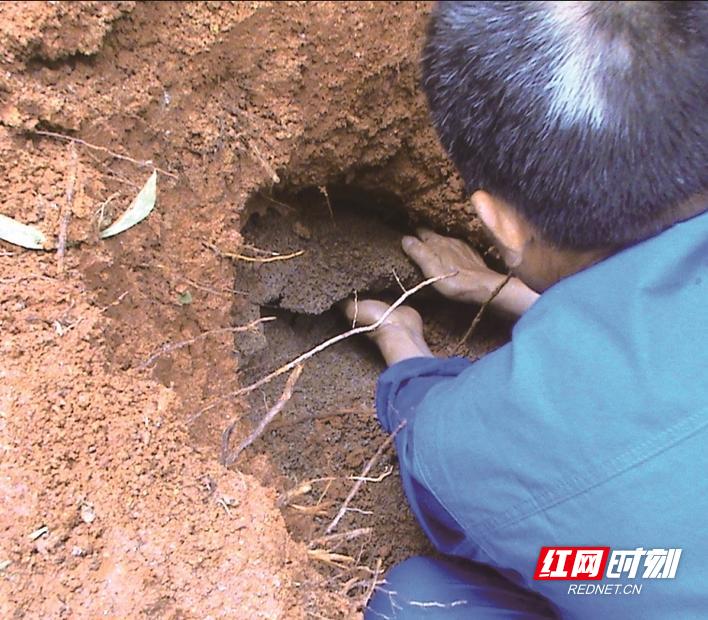 白蚁来袭莫慌这份防蚁攻略请收好,关于如何注意防白蚁的事项