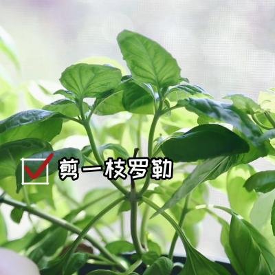 普罗旺斯拉丝披萨,普罗旺斯香草披萨