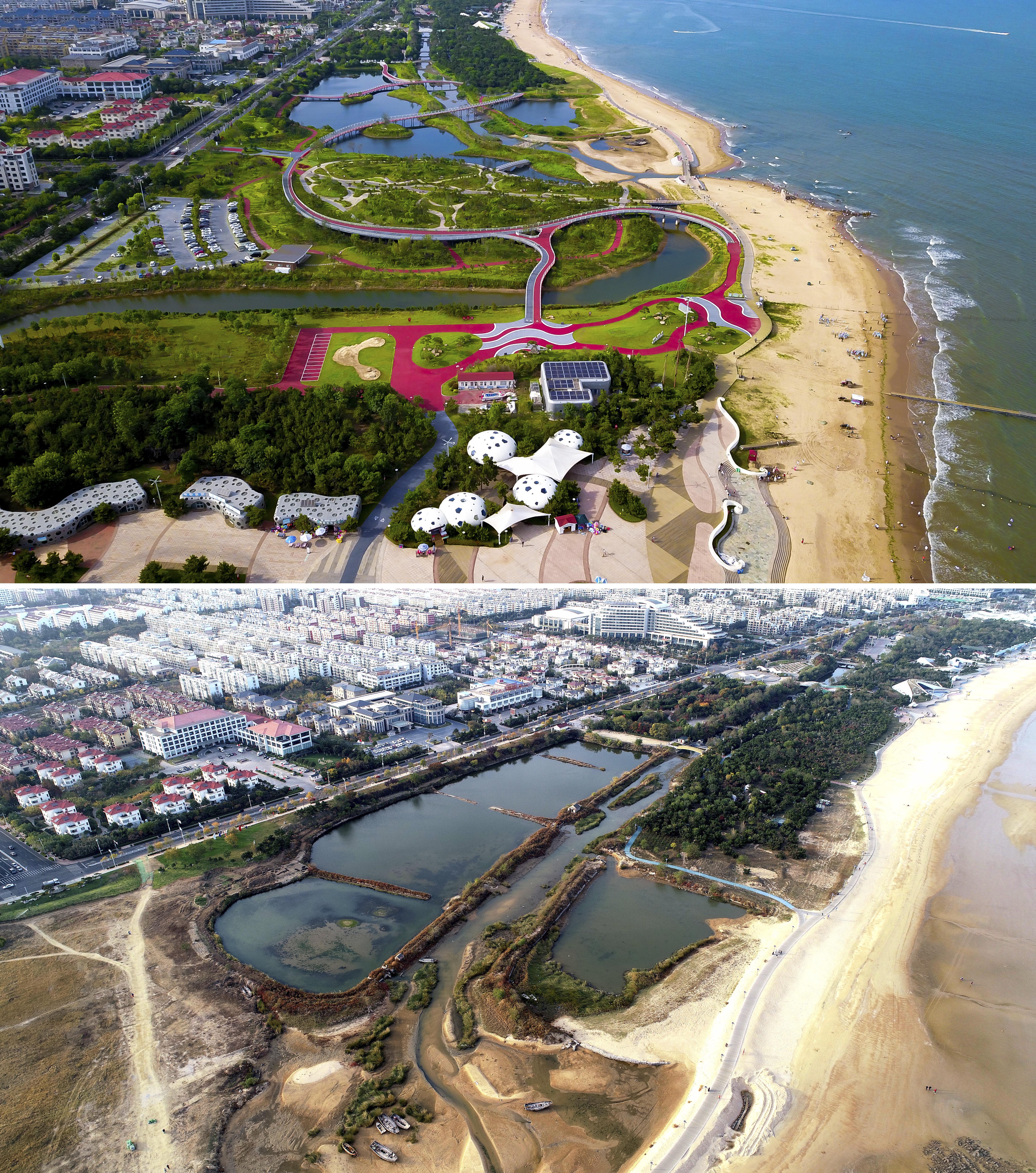 日照蓝丝带,山东日照带子