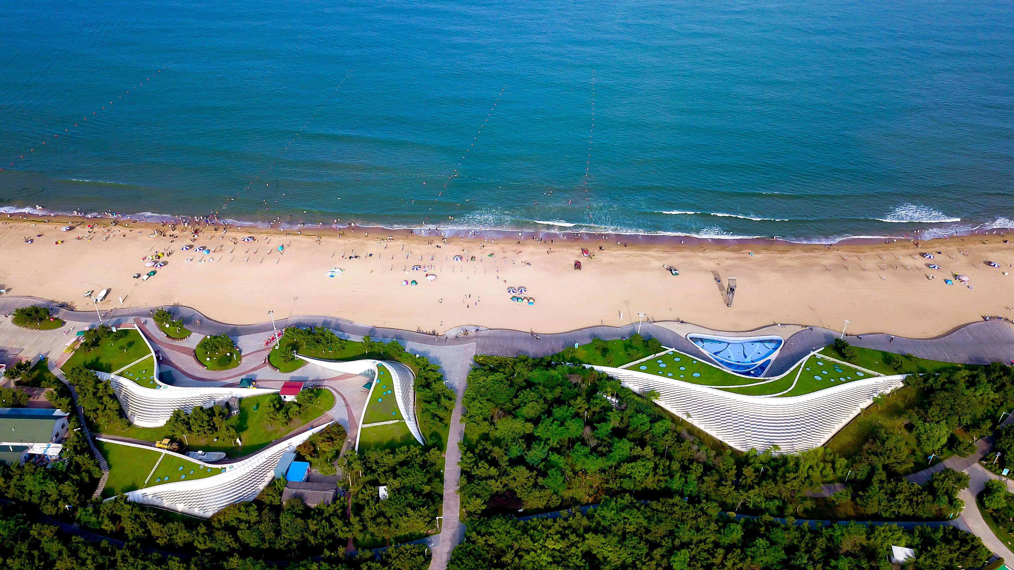 日照蓝丝带,山东日照带子