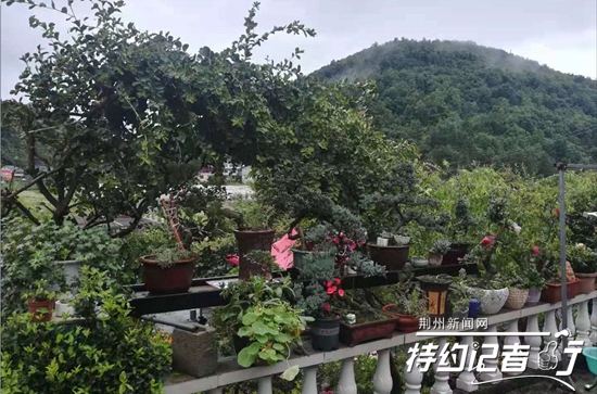 大山里的根雕艺术家,根雕艺术家展示原创根雕作品