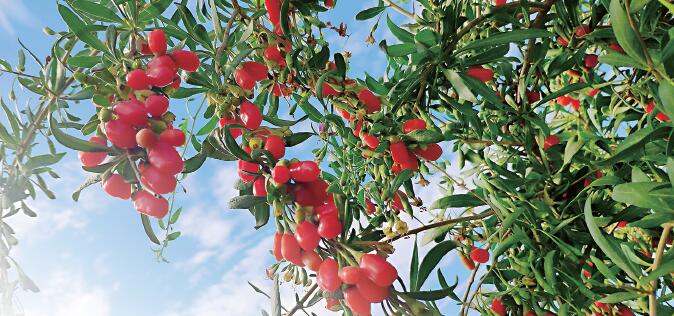 宁夏红资料,参观宁夏红色革命纪念馆