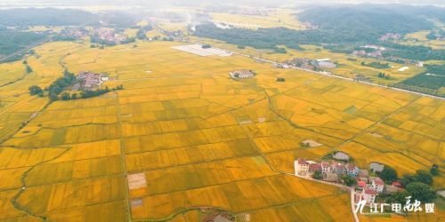 泰和被誉为乌鸡之乡,江西泰和乌鸡的故乡