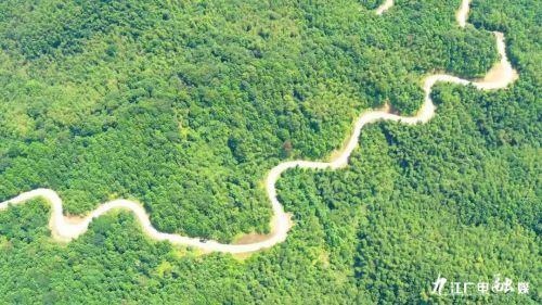 泰和被誉为乌鸡之乡,江西泰和乌鸡的故乡