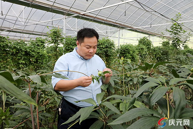 亿康生物科技,丽水野生黄精