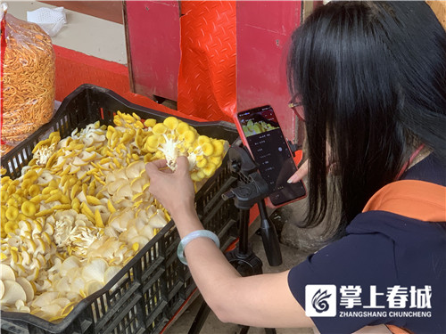 外省朋友最爱鸡枞菌!云南“菌主”揭露直播带货那些事