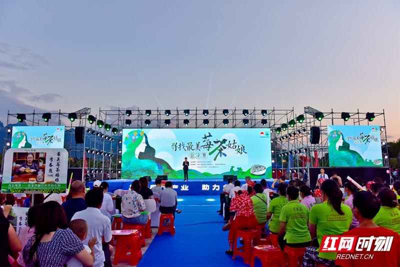 寻找最美莓茶菇凉,湖南张家界莓茶最美姑娘