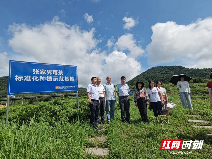 让莓茶产业发展多一份保障——湖南农业大学资环学院助力永定区莓茶产业发展