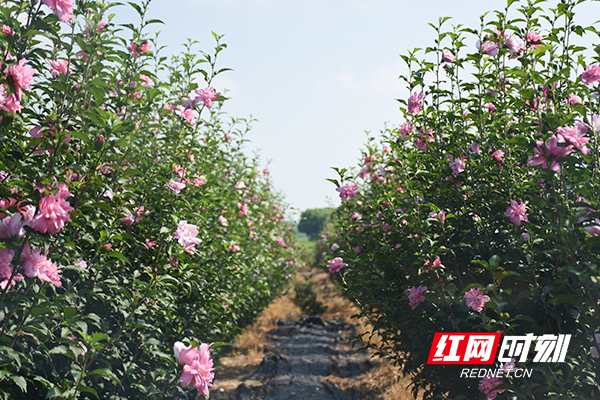 浜т笟鍙戝睍鍔╁姏涔℃潙瑙嗛绱犳潗,浜т笟鍙戝睍鍔╁姏涔℃潙鎸叴瑙嗛绱犳潗