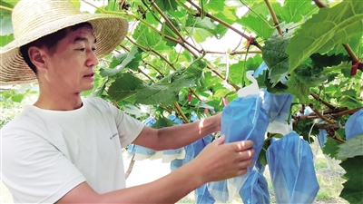 都说自己卖的是户太八号咋辨别？果农：现在卖的应是“新花王”