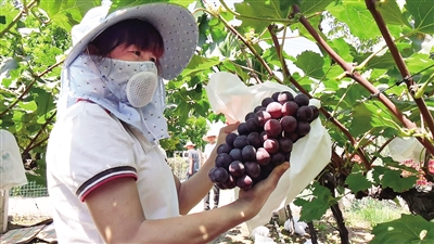 都说自己卖的是户太八号咋辨别？果农：现在卖的应是“新花王”