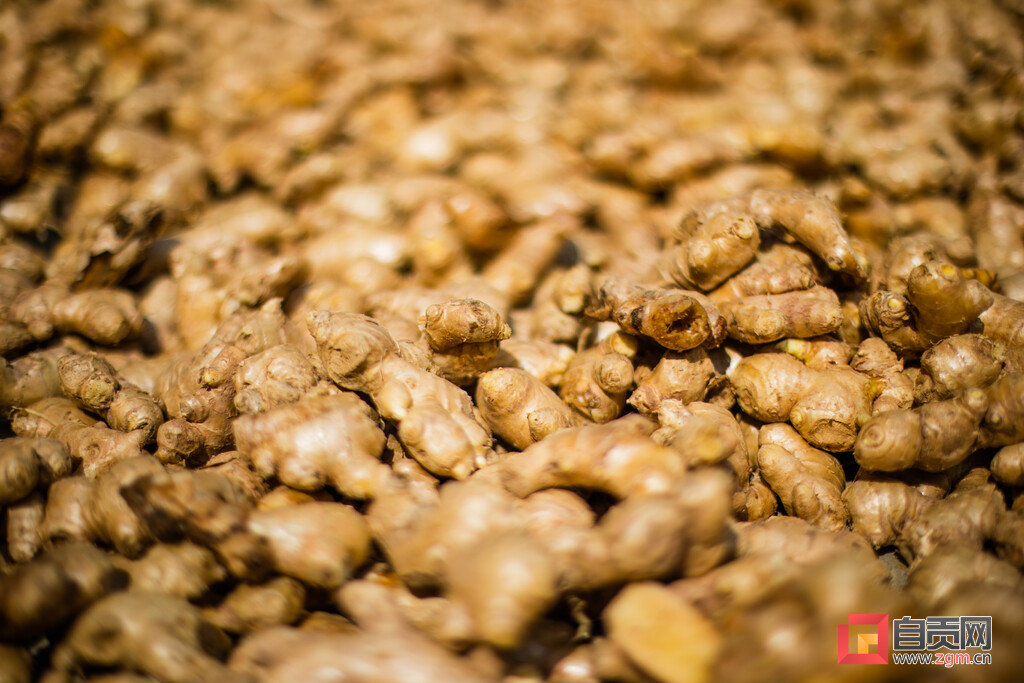 土里刨出“银疙瘩”团结生姜富了一方百姓