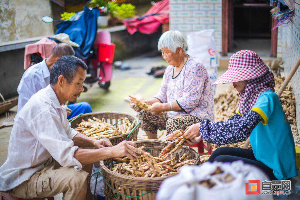 土里刨出“银疙瘩”团结生姜富了一方百姓