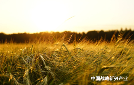 中国农大战略合作协议,全国肥料产业技术创新战略联盟