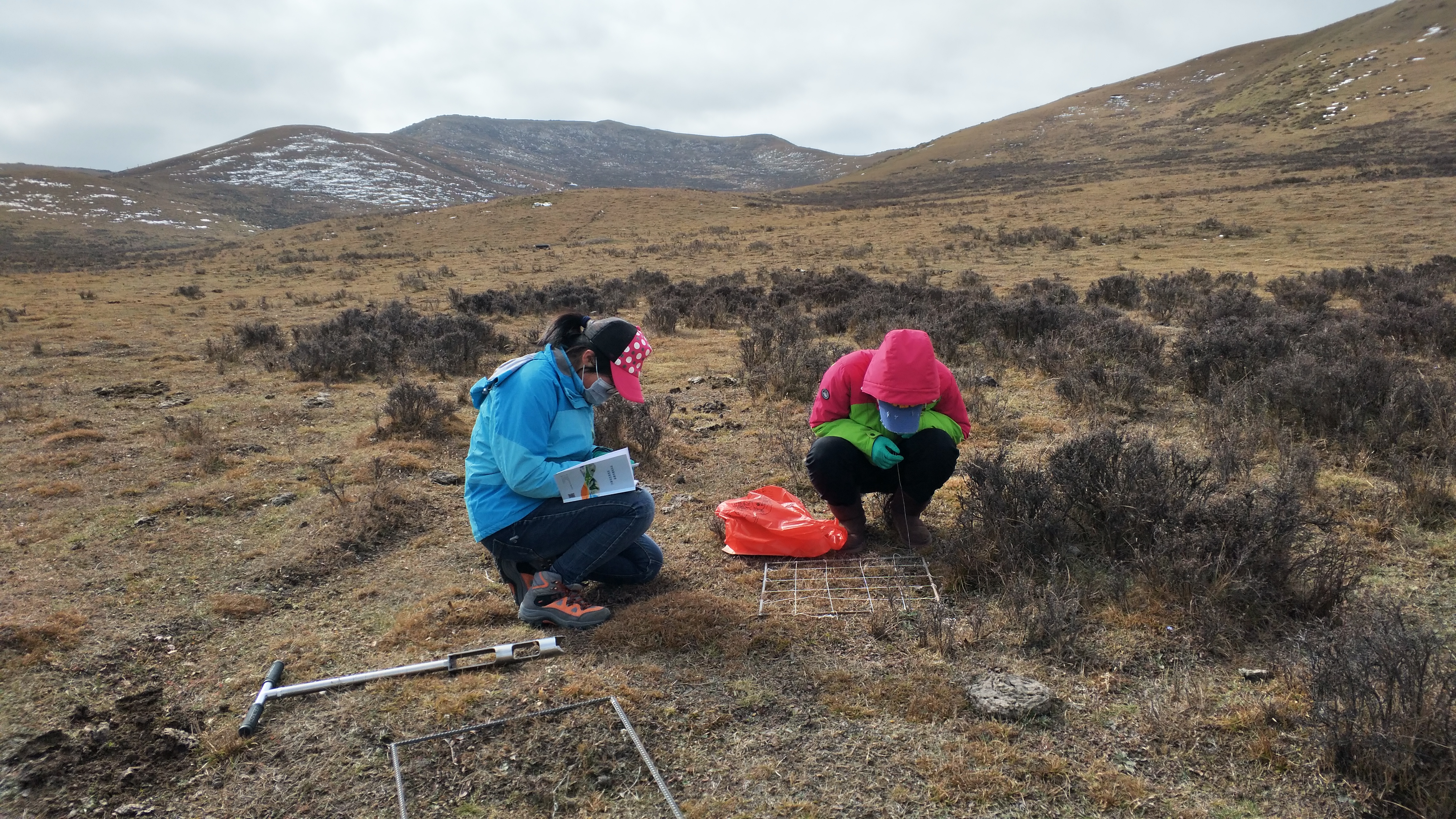 乐此不疲捡牛粪他们到底图个啥?——揭秘青藏高原上的牦牛“铲屎官”