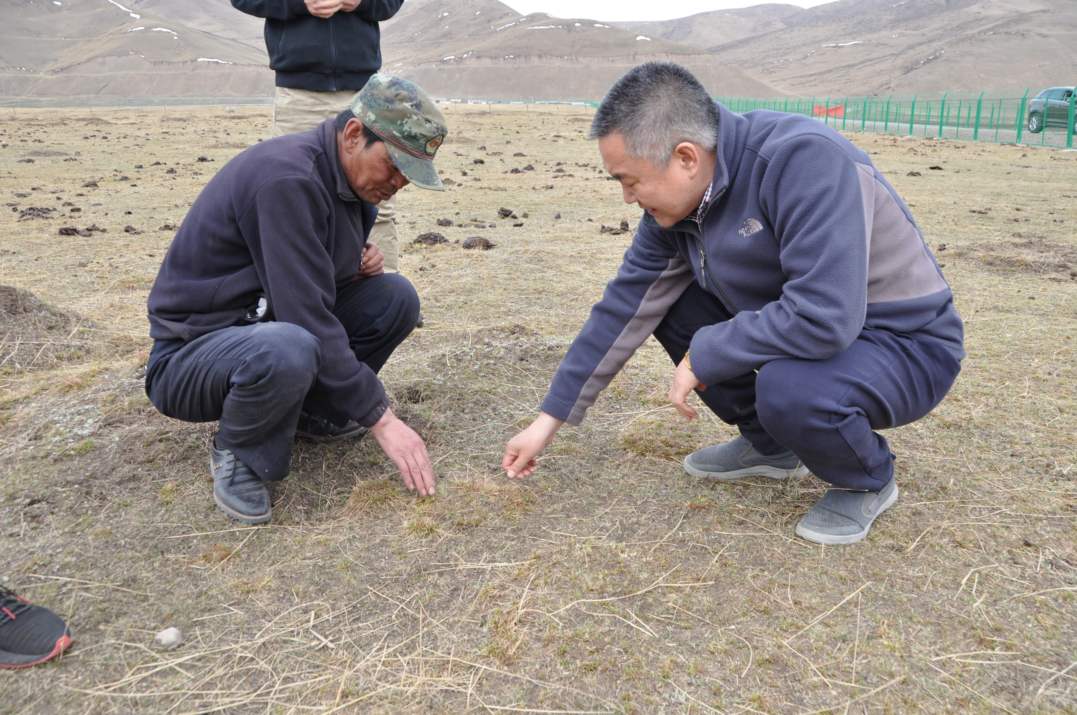 乐此不疲捡牛粪他们到底图个啥?——揭秘青藏高原上的牦牛“铲屎官”