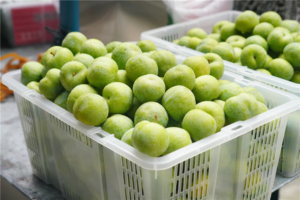 茂县刘平巧,四川茂县李子销售