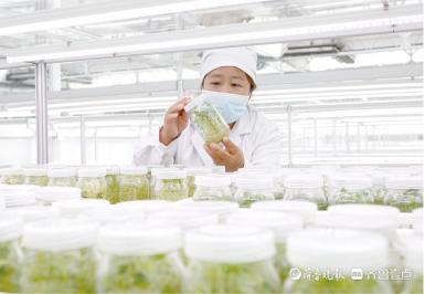 深壹点丨希森马铃薯产业集团：20年坚守小土豆长出大产业