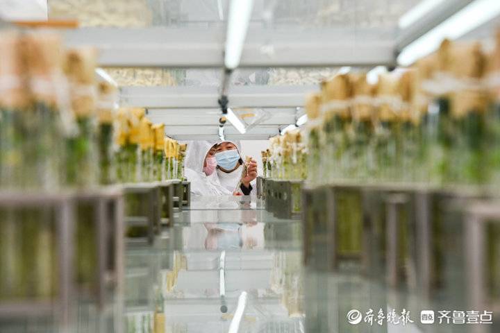 深壹点丨希森马铃薯产业集团：20年坚守小土豆长出大产业